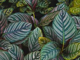 Mastering Calatheas: From Captivation to Care In-Store Seminar