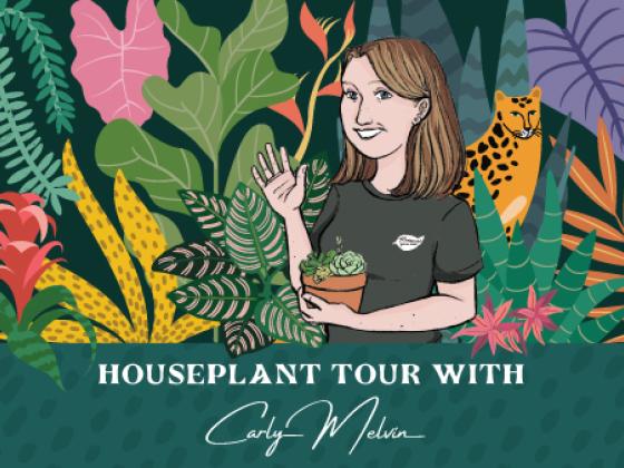 October Houseplant Tour with Carly Melvin