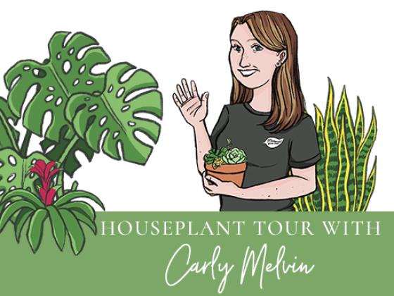 September Houseplant Tour with Carly Melvin