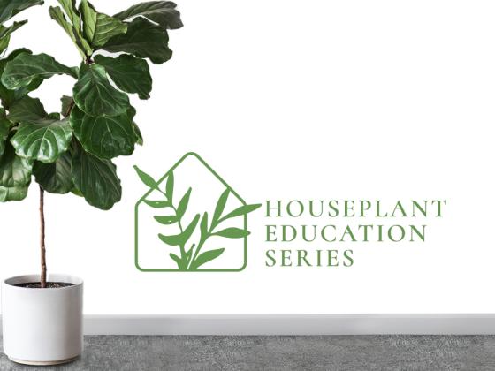 In Store Houseplant Education Series: Dress Up Your Indoors with Floor Plants