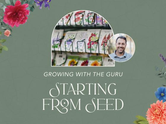 Growing with the Guru: Starting from Seed