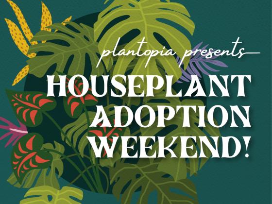 Plantopia Presents: Houseplant Adoption Weekend!