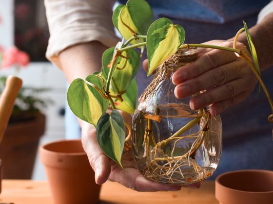 Houseplant Masterclass: Propagate Like a Pro