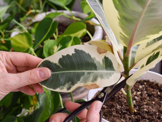 Houseplant Masterclass: Winter Care for Houseplants