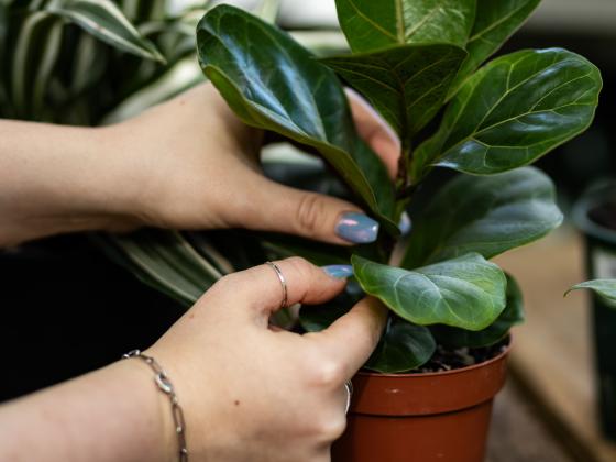 Houseplant Masterclass: Winter Care for Houseplants
