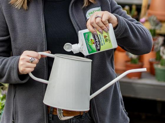 Houseplant Masterclass: How to Feed Your Houseplants