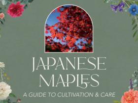 Japanese Maples: A Guide to Cultivation & Care