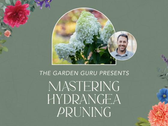 The Garden Guru Presents: Mastering Hydrangea Pruning