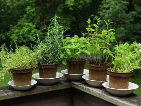 Edible Gardening: Growing Herbs
