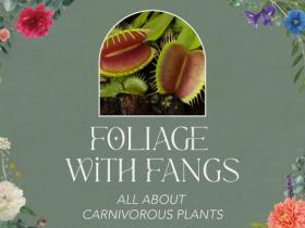 Foliage with Fangs: All About Carnivorous Plants