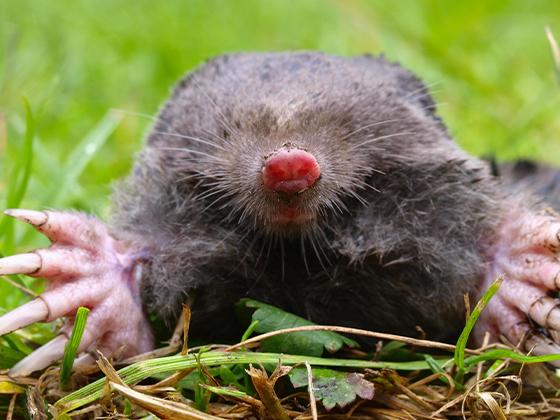 Solutions to Moles & Voles In-Store Seminar