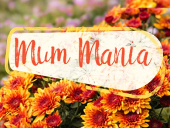 Mum Mania, McDonald Garden Center