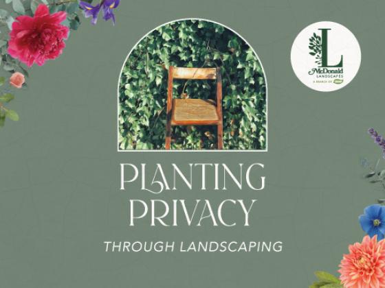 Planting Privacy Through Landscaping
