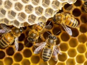 Beekeeping Basics: Dive into the World of Honey Bees with the Virginia Beach Bee Club