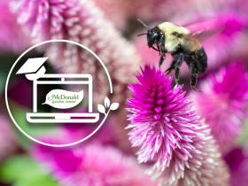 Buzzing Beauties: Exploring the World of Pollinators