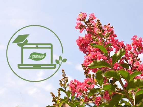 The Dos and Don'ts of Pruning Crepe Myrtles, McDonald Garden Center