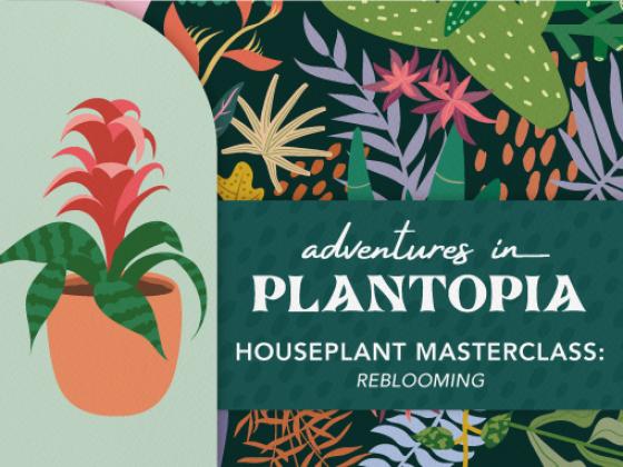 Houseplant Masterclass: Reblooming