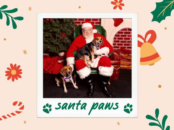 Santa Paws