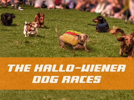 The Hallo-wiener Dog Race