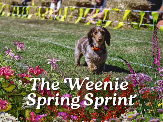 The Weenie Spring Sprint