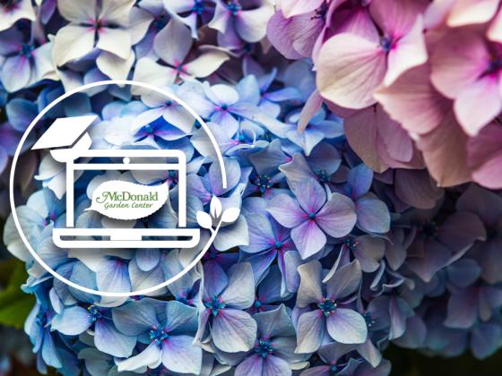 The Hydrangea Handbook: Tips and Tricks for Pruning Your Way to Beautiful Blooms