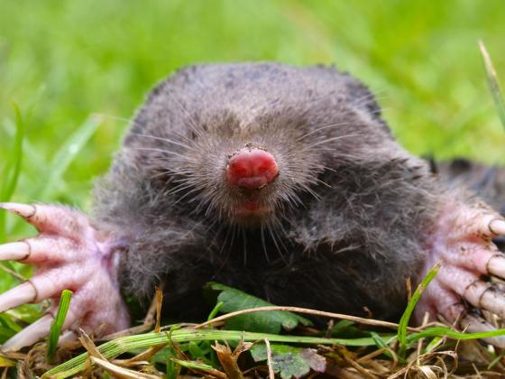 The Solution to Moles & Voles