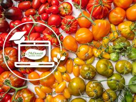 Tomato Wars: Which Variety Will Reign Supreme?