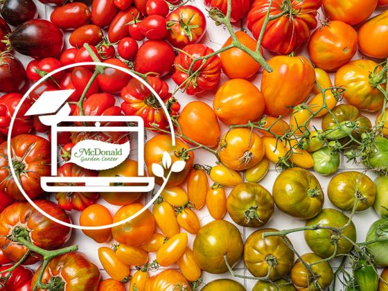 Tomato Wars: Which Variety Will Reign Supreme?