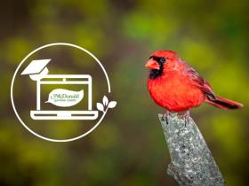 The Garden Gurus Top 10 Birding Essentials, McDonald Garden Center
