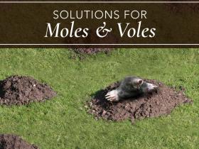 Solutions for Moles & Voles