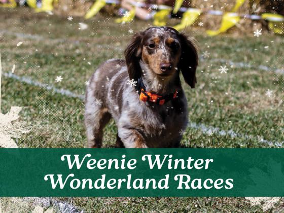  Weenie Winter Wonderland Races