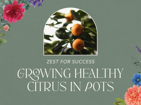 Zest for Success: Growing Healthy Citrus in Pots