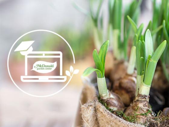 Planting Bulbs in Containers, McDonald Garden Center