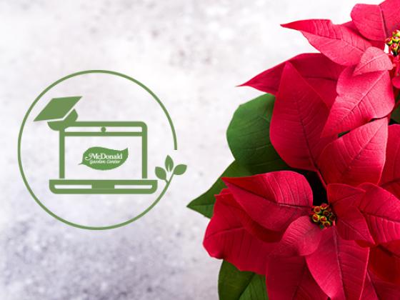 The Guru's Guide to Holiday Plants, McDonald Garden Center