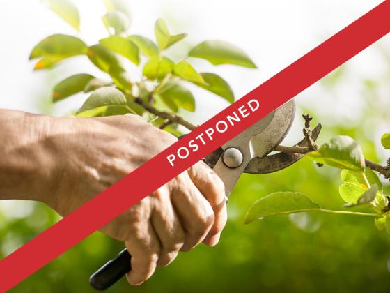 Postponed Winter Pruning 101