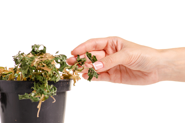 How to Revive a Struggling Plant