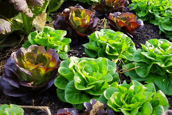 McDonald Garden Center Photo