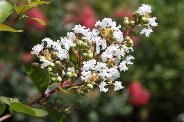 McDonald Garden Center Photo