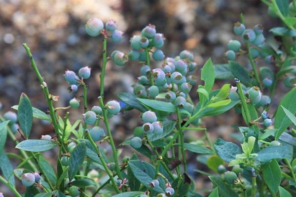 McDonald Garden Center Photo