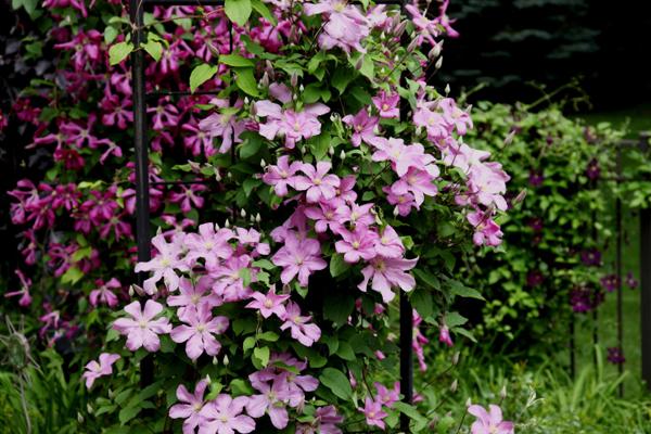 McDonald Garden Center Photo