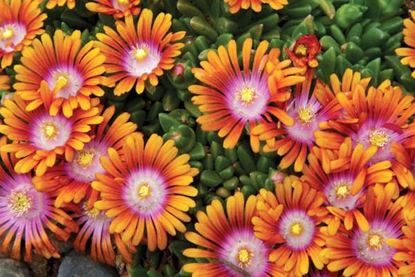 McDonald Garden Center Photo