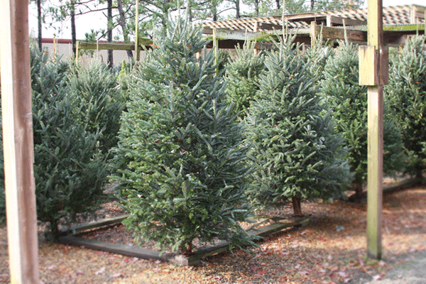 McDonald Garden Center Photo