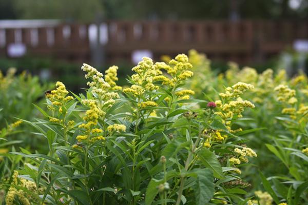 McDonald Garden Center Photo