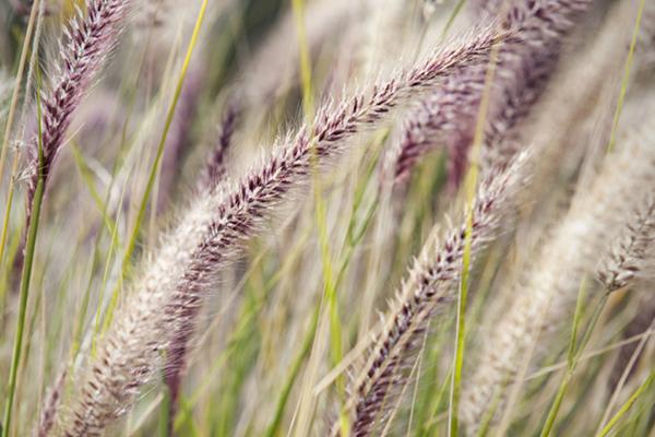 McDonald Garden Center Photo