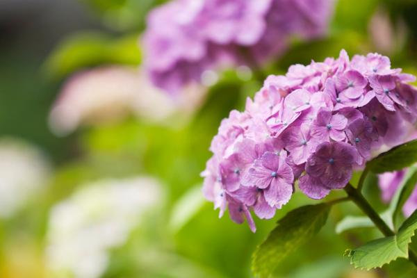 McDonald Garden Center Photo