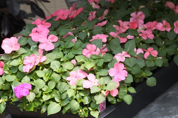 McDonald Garden Center Photo