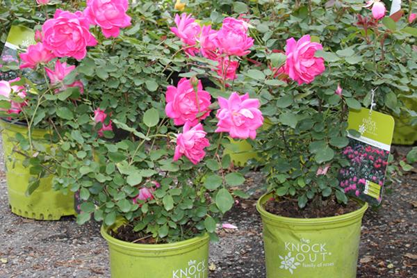 McDonald Garden Center Photo