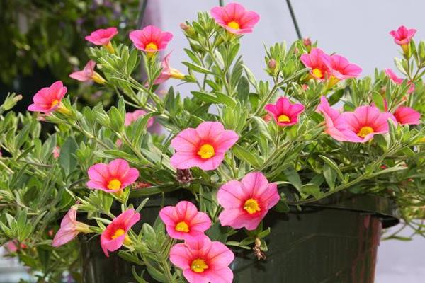 McDonald Garden Center Photo
