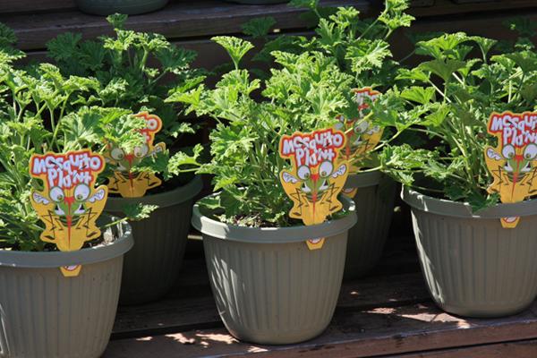 McDonald Garden Center Photo