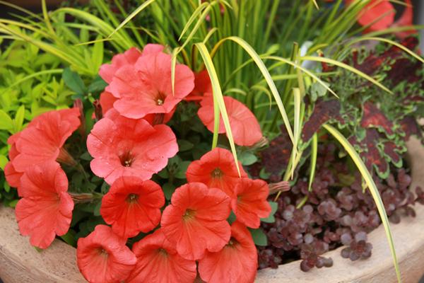 McDonald Garden Center Photo